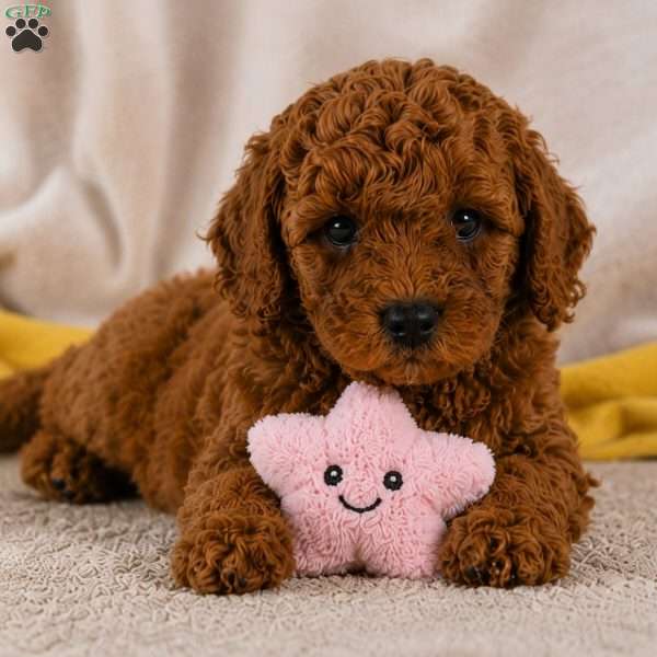 Jake, Cavapoo Puppy